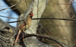 Cardinal, Female